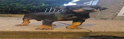Dobermann dogs for sale: Working / showline doberman pups  - Advert 7