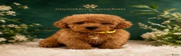 Cavapoochon dogs for sale: Tinyteddycavapoochons Now available  - Advert 8