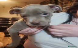 American Bulldog dogs for sale: American bulldog puppies - Advert 2