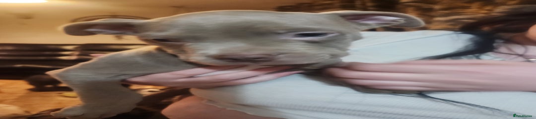 American Bulldog Puppy 3