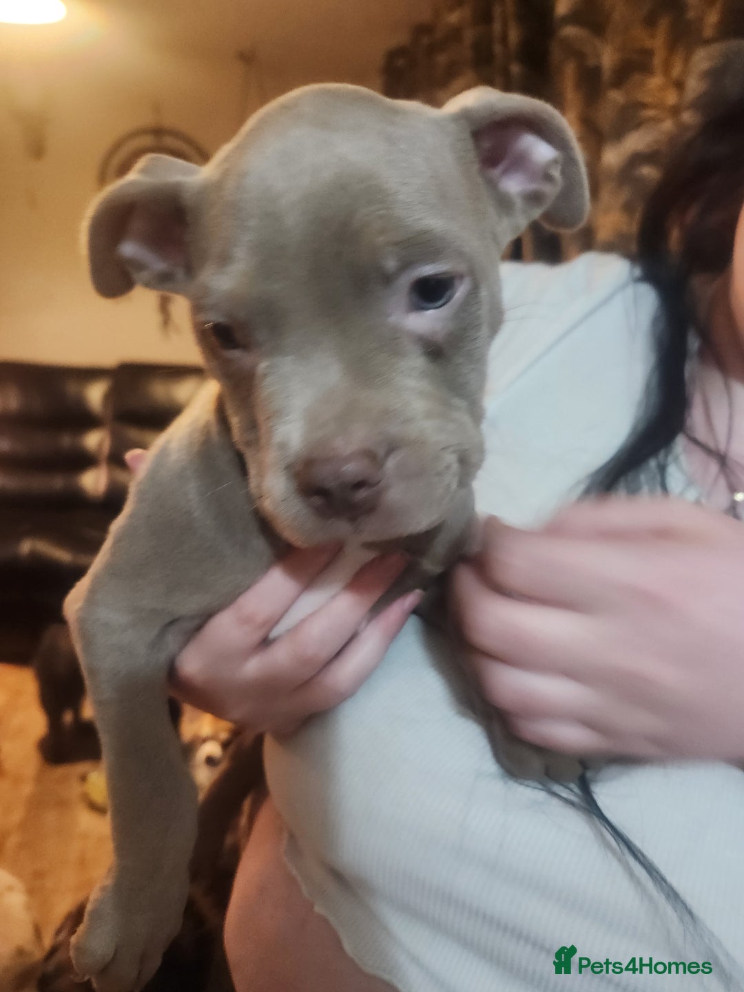 American Bulldog dogs for sale: American bulldog puppies - Advert 2