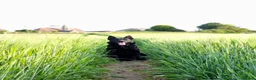 German Shepherd dogs for sale: Kc reg working line German shepherd pups in Barnsley - Advert 14