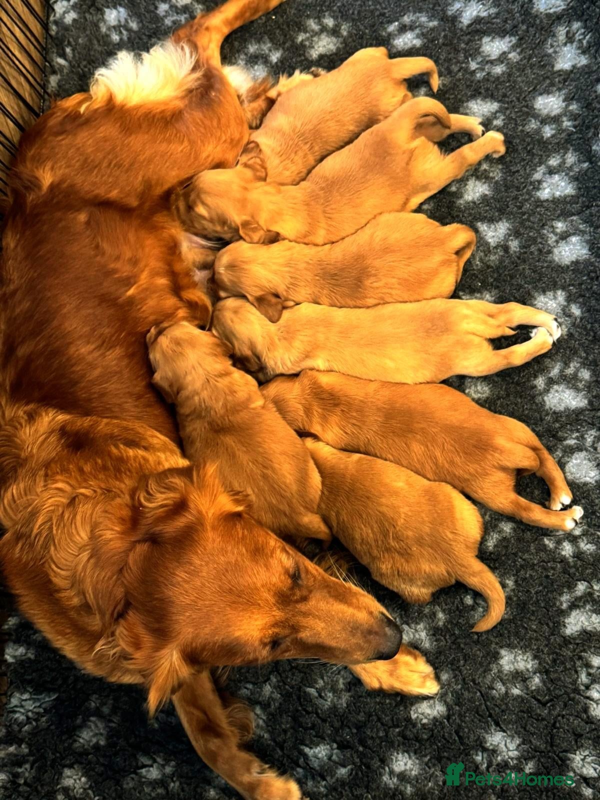 Golden Retriever dogs for sale: 🌟DNA clear, super dark, golden puppies 🌟 - Advert 2