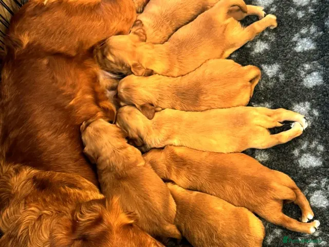Golden Retriever dogs for sale: 🌟DNA clear, super dark, golden puppies 🌟 - Advert 2