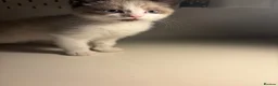 British Shorthair cats for sale: Stunning fluffy kittens ready for you loving home - Advert 7