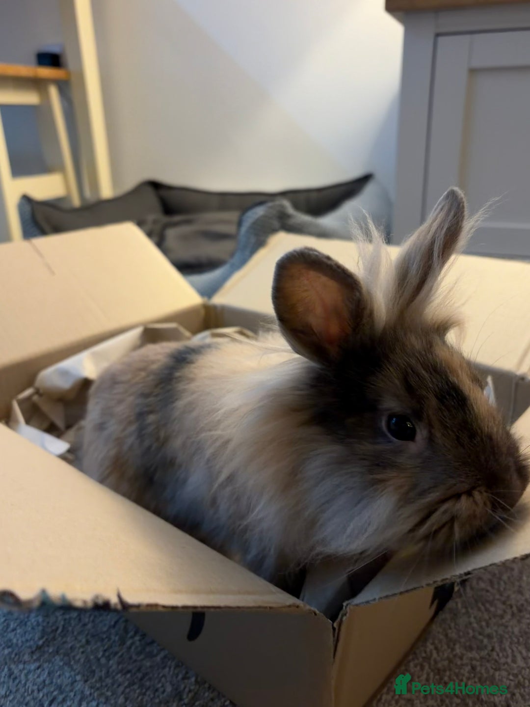 Mini Lion Lop rabbits for sale: Lion lop male  - Advert 5