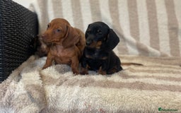 Miniature Dachshund dogs for sale: Beautiful Dachunds ready now  - Image 6