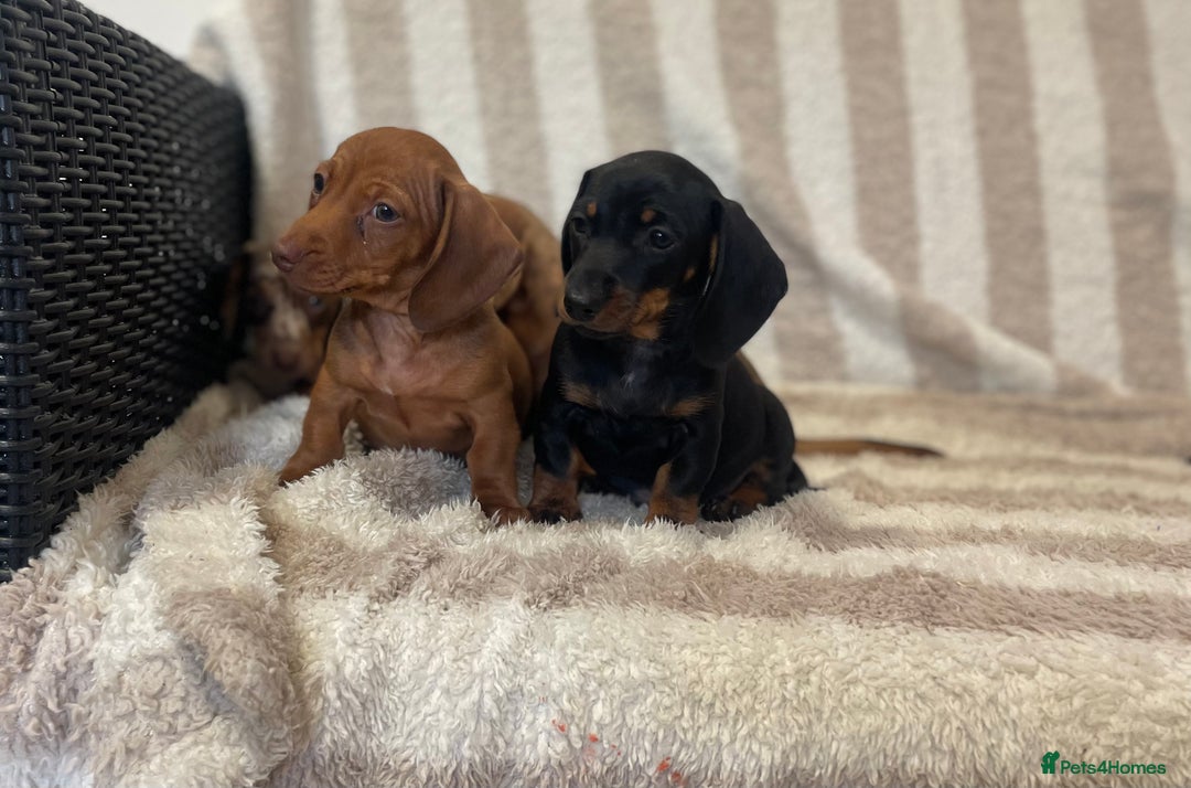 Miniature Dachshund dogs for sale: Beautiful Dachunds ready now  - Image 6