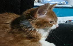 Mixed Breed cats for sale: 'Pumpkin' needs a home - Image 5