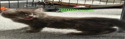 Domestic Shorthair cats for sale: One male kitten  - Advert 6