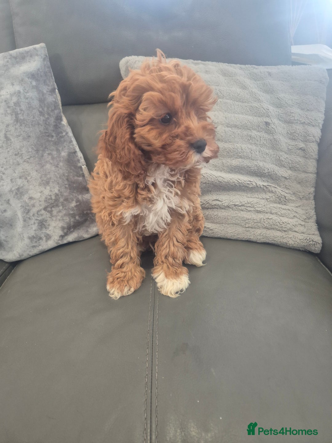 Cavapoo dogs for sale: Stunning Cavapoo Babies - ready this weekend - Image 19