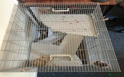 Rat rodents for sale: 2 Male Rats and Cage - Image 4