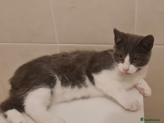 British Shorthair cats - Advert 31