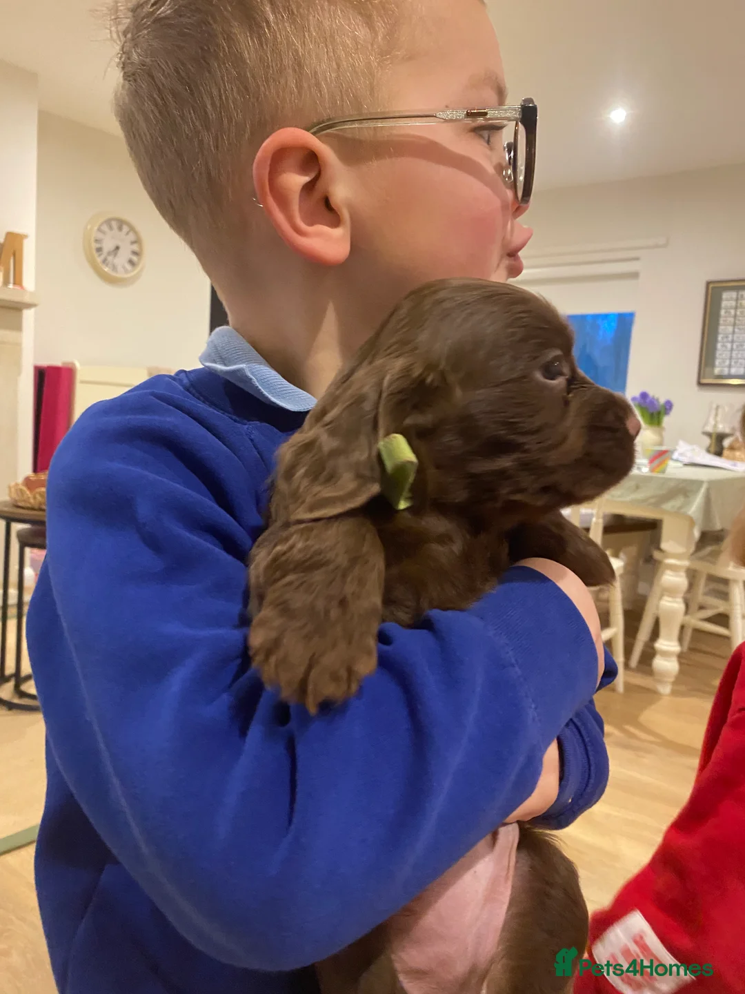 Cocker Spaniel dogs for sale: Gorgeous chocolate boys!  - Advert 6