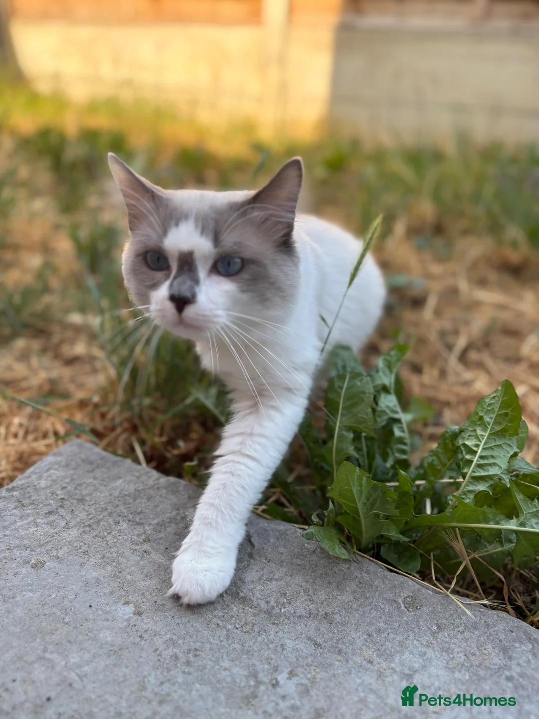 Ragdoll cats for sale: Ragdoll for sale - Advert 2