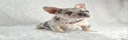 French Bulldog dogs for sale: Stunning Quality French Bulldog Puppies  - Advert 9