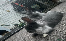 Mixed Breed rabbits for sale: Bonded pair of Rabbits - Image 2