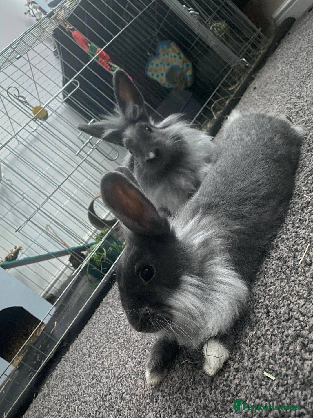 Mixed Breed rabbits for sale: Bonded pair of Rabbits - Image 2