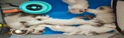 Ragdoll cats for stud: Ragdoll for Stud - Advert 9