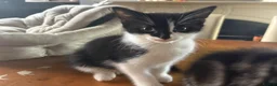 Mixed Breed cats for sale: Kittend - Advert 5