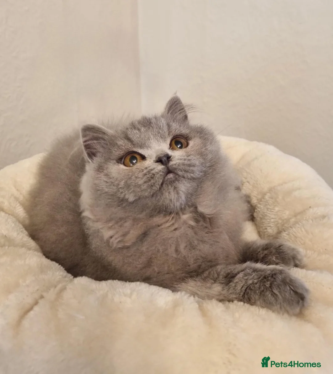 British Longhair cats for sale: Gorgeous Blue Longhair Kitten Neutered  - Advert 2