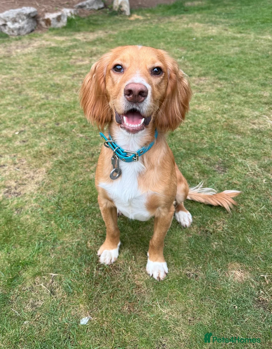 Cocker Spaniel dogs for sale: Beautiful Working Cocker Spaniels - Advert 14