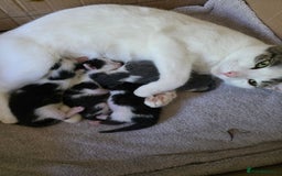 Bengal cats for sale: Two part Bengal boys  - Advert 1