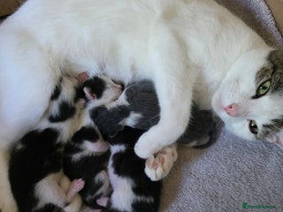 Bengal cats for sale: Two part Bengal boys - Advert 1