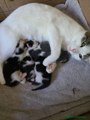 Bengal cats Two part Bengal boys - Advert 1