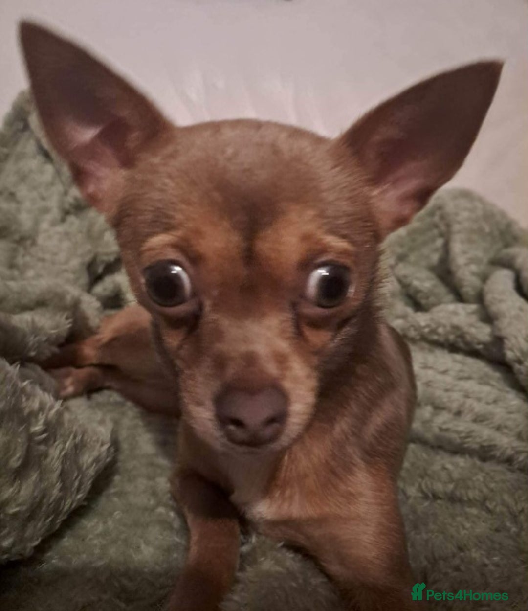 Chihuahua dogs for sale: Chihuahua boy for sale  - Advert 1
