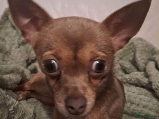 Chihuahua dogs Chihuahua boy for sale - Advert 2