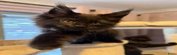Maine Coon cats for sale: Tica registered black smoked male Maine coon - Advert 17