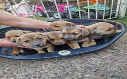 Mixed Breed dogs for sale: mixed breed 4 boys and 2 girls - Image 17