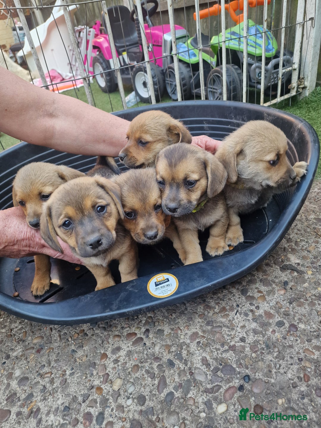 Mixed Breed dogs for sale: mixed breed 4 boys and 2 girls - Image 17