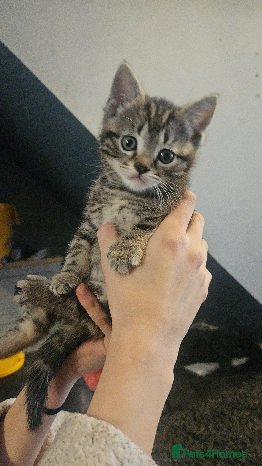 Mixed Breed cats for sale: 4 male kittens for sale - Advert 3