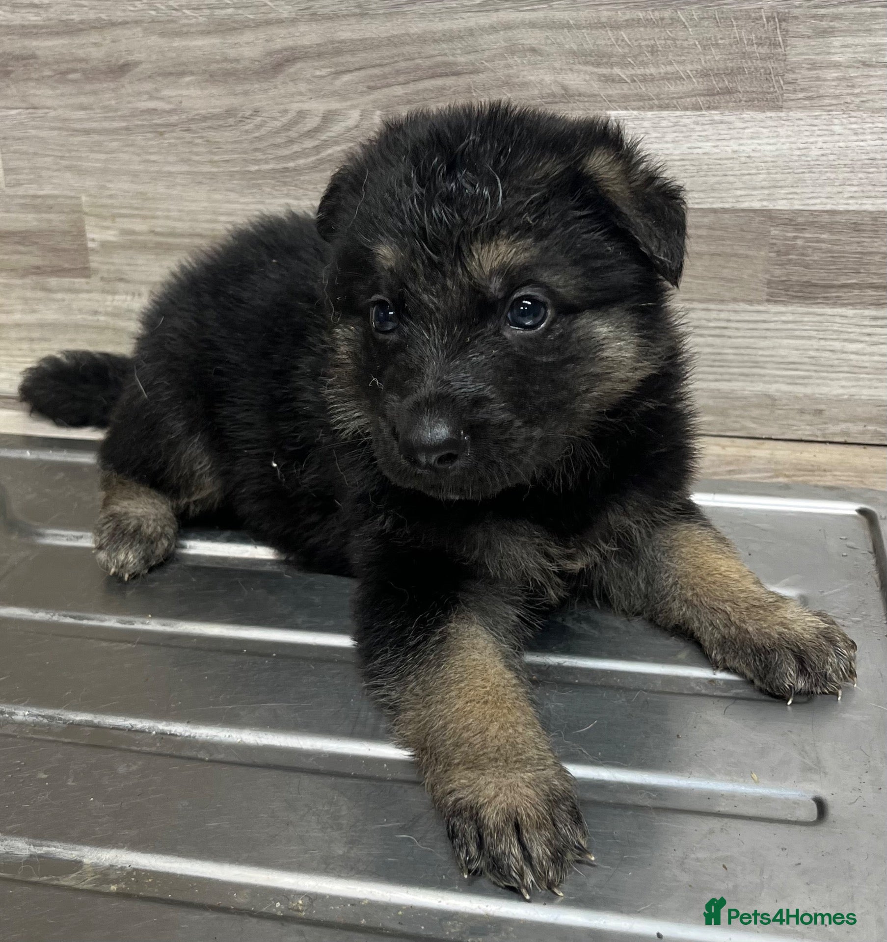 German Shepherd dogs German shepherd pups - Advert 18