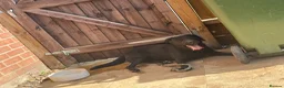 Labrador Retriever dogs for sale: Rue 2 year old lab  - Advert 6