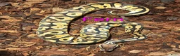 Python Snake reptiles for sale: Ball pythons (8mth). Pied/Firefly/Gene X/Mojave) - Advert 7
