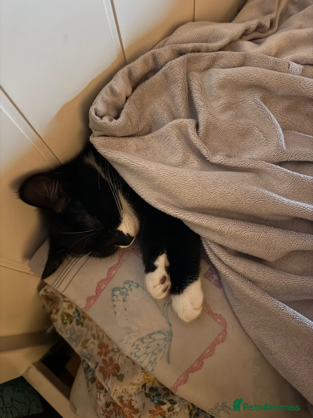 British Shorthair cats for sale: Domestic short hair  in Newton Abbot - Advert 2