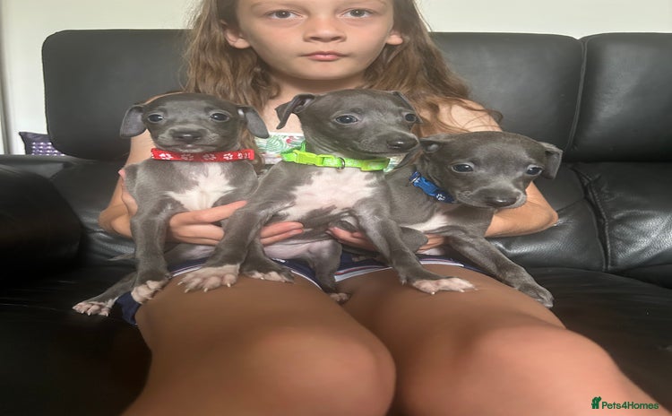 Italian Greyhound dogs - Advert 3