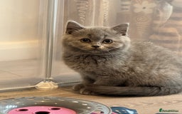 British Shorthair cats for sale: Beautiful Tica Registered Kittens  - Image 12