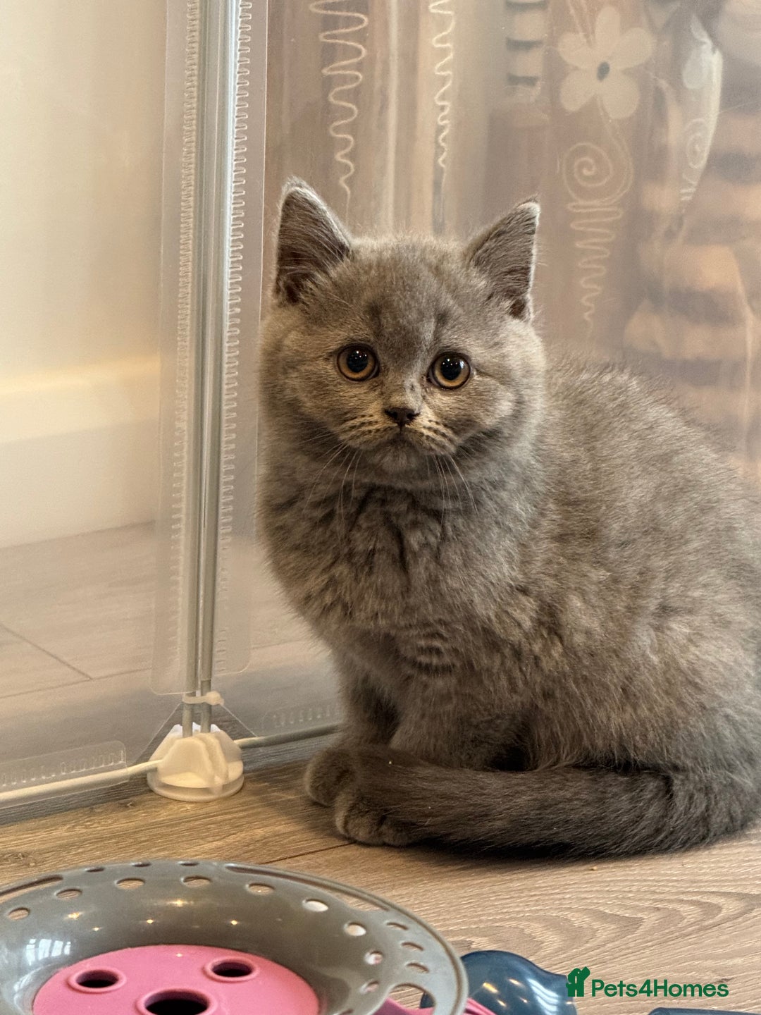 British Shorthair cats for sale: Beautiful Tica Registered Kittens  - Image 12