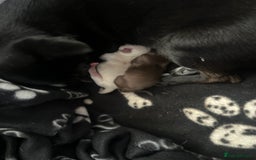 Chihuahua dogs for sale: Beautiful tiny girls chihuahuas  - Image 12