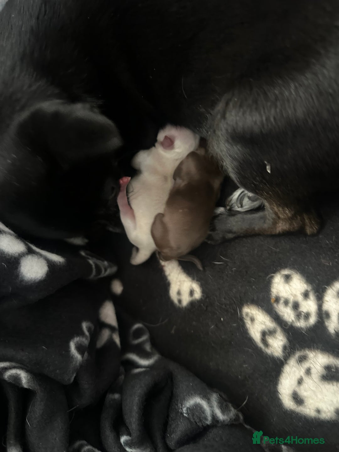 Chihuahua dogs for sale: Beautiful tiny girls chihuahuas  - Image 12