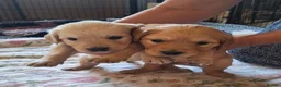 Golden Retriever dogs for sale: Golden Retriever KC Registered Puppies - Advert 1