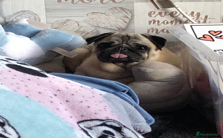 Pug dogs Matilda - Advert 4