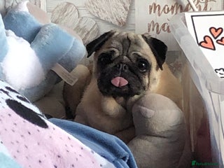 Pug dogs Matilda - Advert 3
