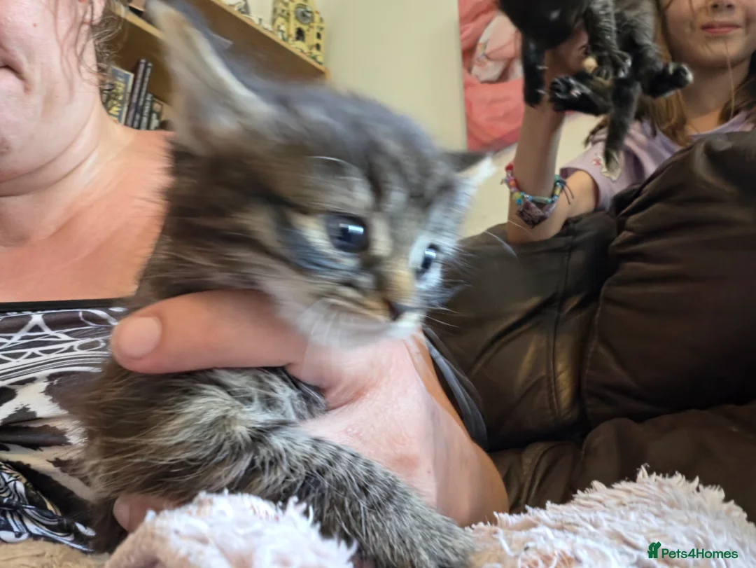Mixed Breed cats for sale: Beautiful kittens - Advert 2