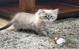 Ragdoll cats for sale: 2 Stunning 3/4 Ragdoll boys available now - Image 5