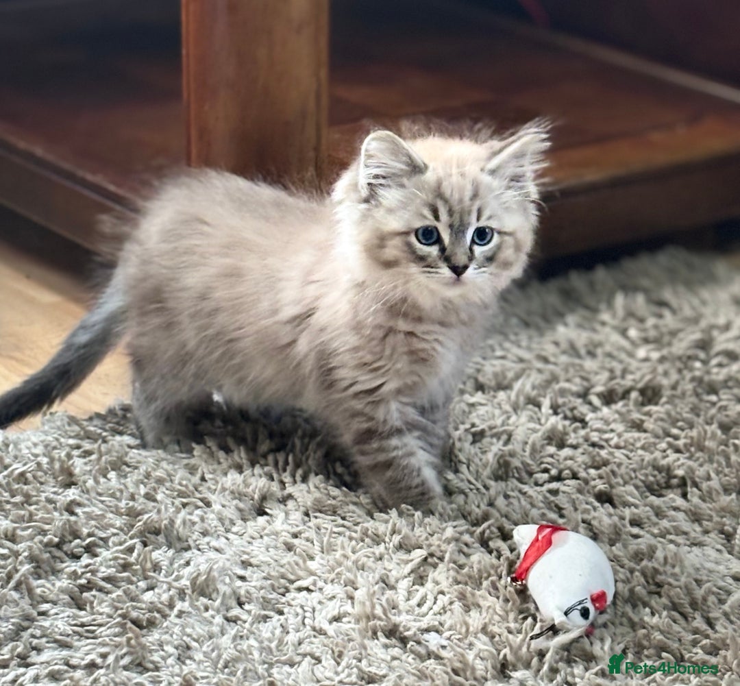 Ragdoll cats for sale: 2 Stunning 3/4 Ragdoll boys available now - Image 5